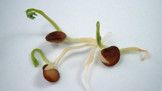 Семена с проростками. Фото с pinterest.com