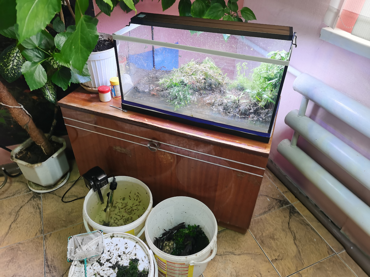 Очень помогли вера из под корма, в которых я отстаиваю дождевую воду, для снижения общей жёсткости воды в аквариуме 