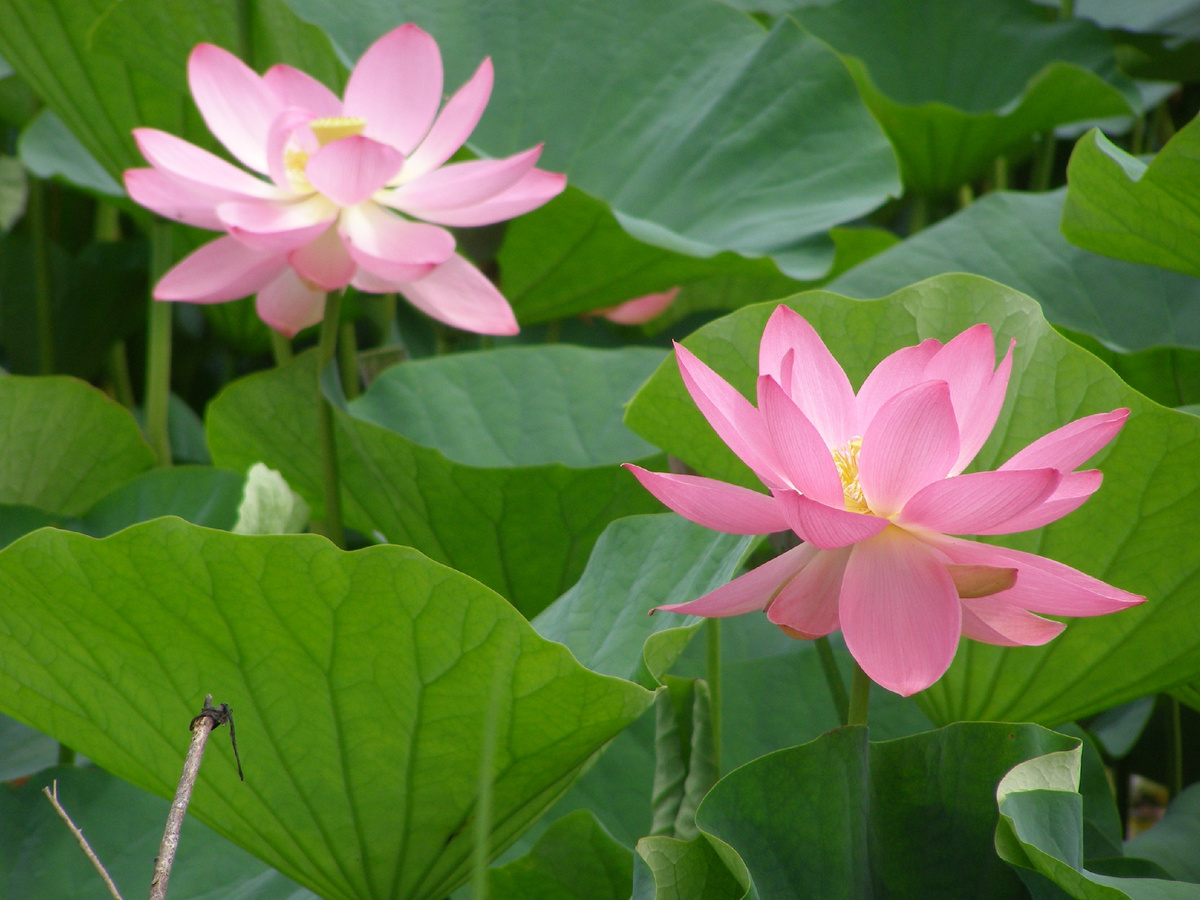 Лотосы в Приморье.