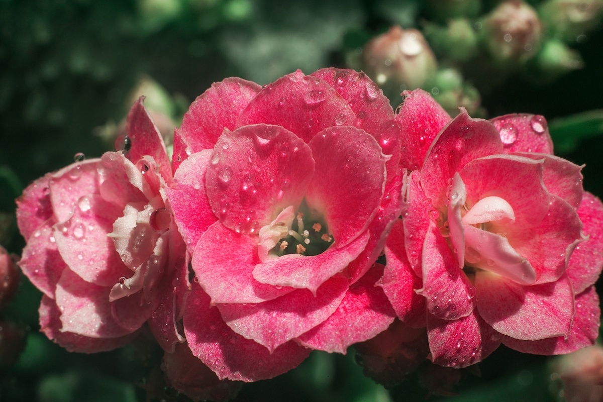 Соцветие каланхоэ Каландива. Макросъемка.