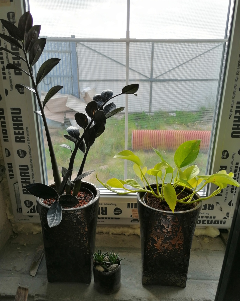 Даже кашпо специально для них одинаковые разыскивала, в разных местах купила. 