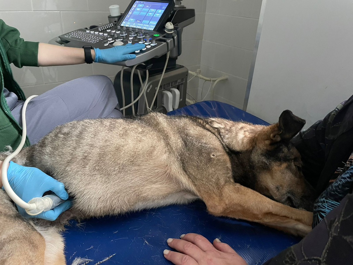 Варька на обследовании