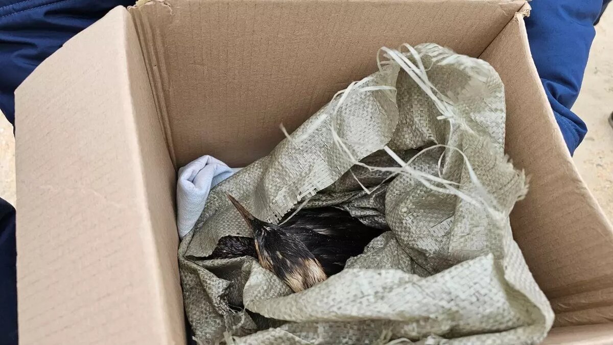     Автор: Оперштаб Кубани