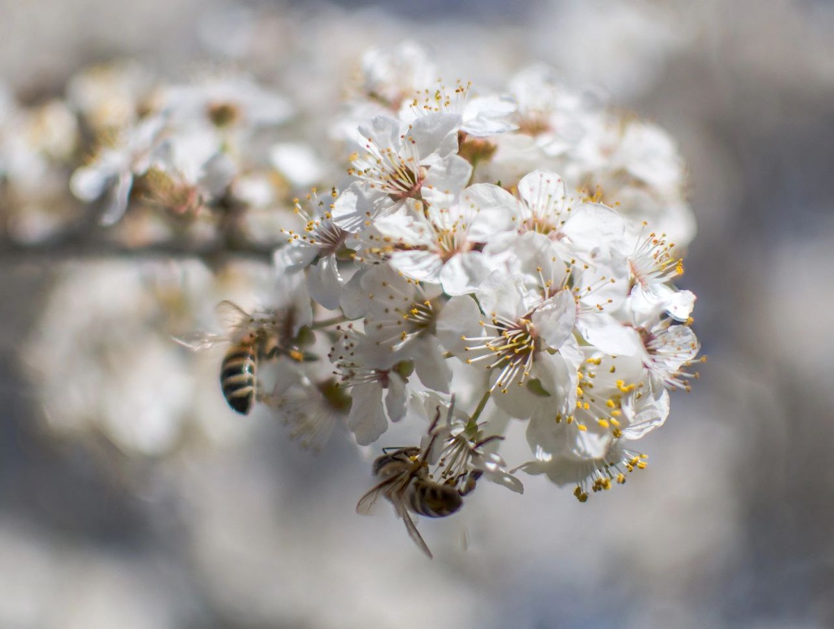 весеннее фото из Абрау-Дюрсо, автор снимка S𝖊𝖌𝖆 𝕭𝖑𝖆𝖈𝖐-S𝖊𝖆