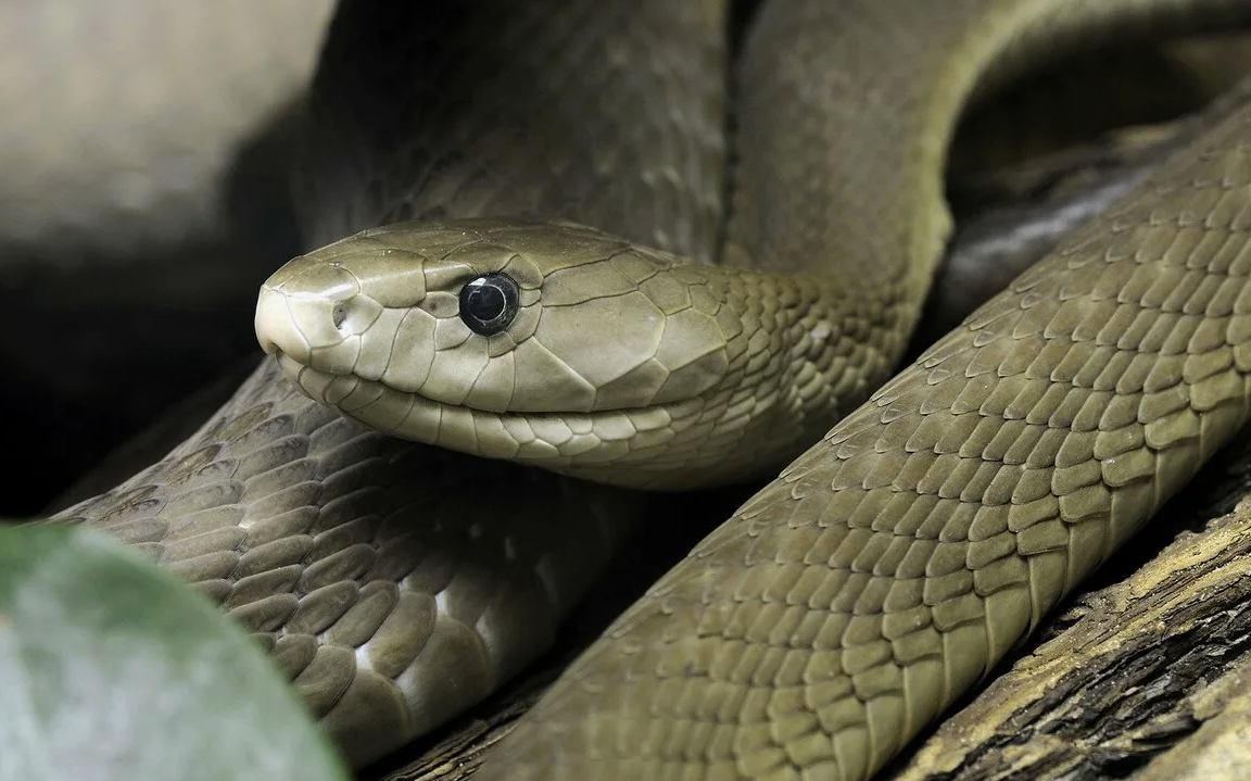 - И кто здесь чёрный?