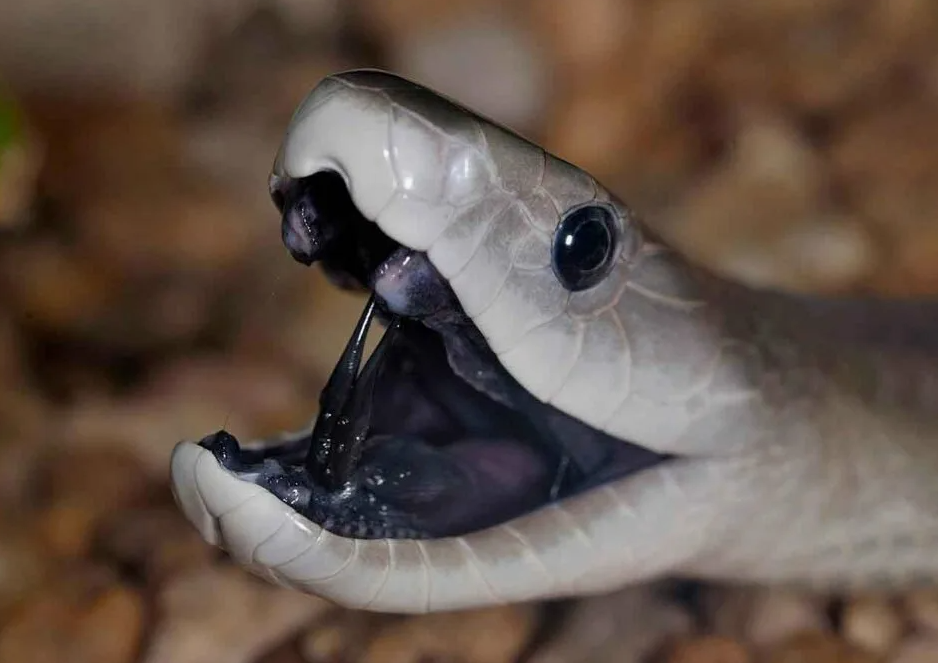 - Иди сюда, мой сладкий!