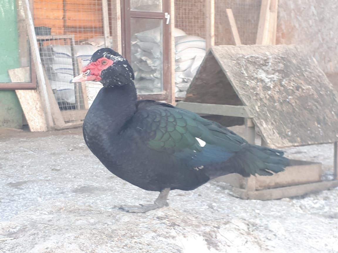 Селезень-производитель