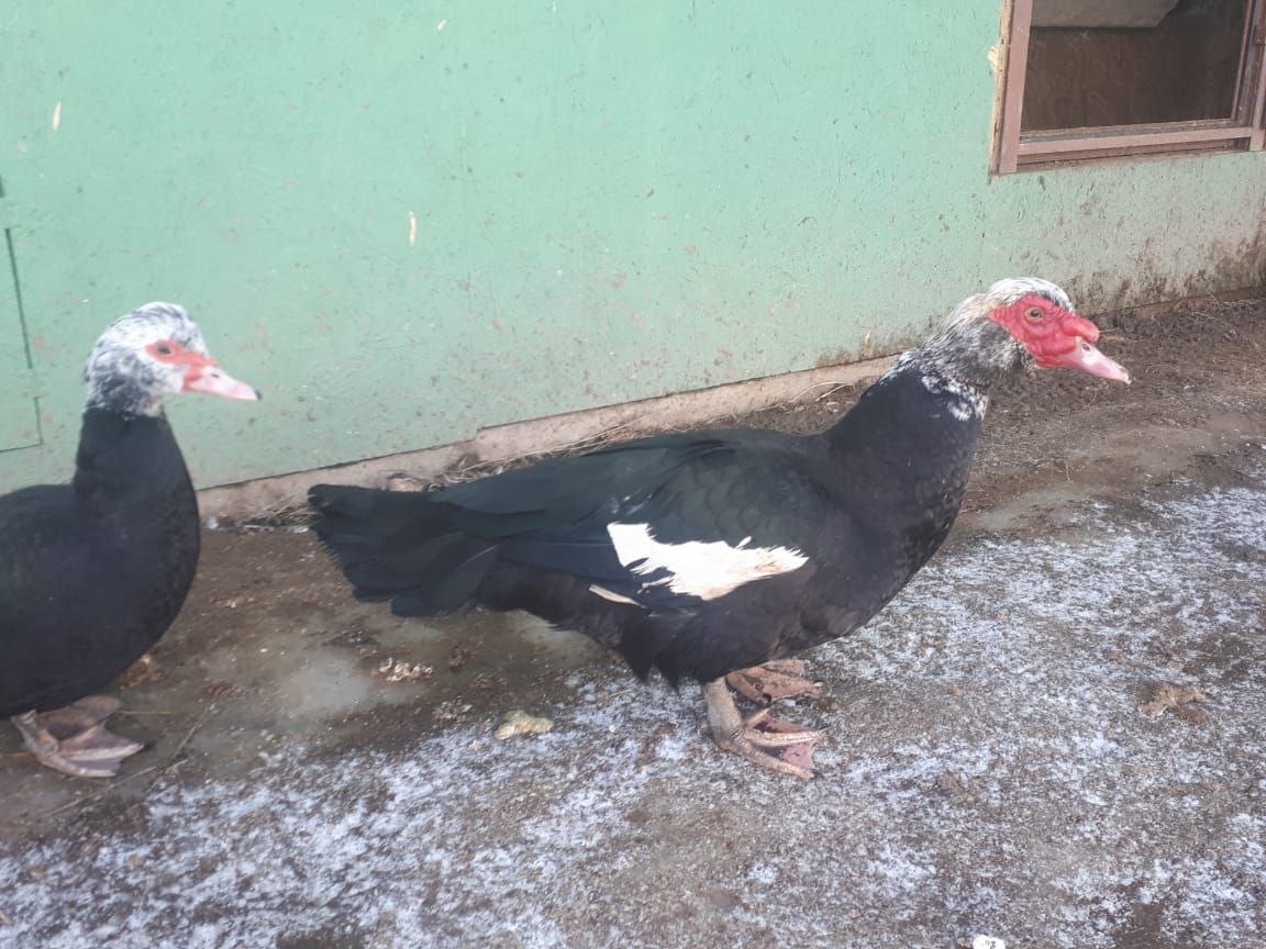 Селезень с подругой