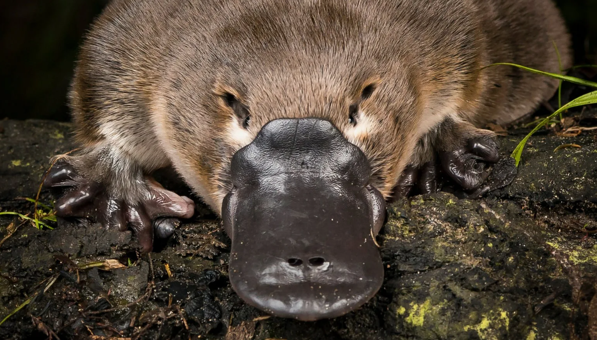 - Нормальный нос, чё вы начинаете!