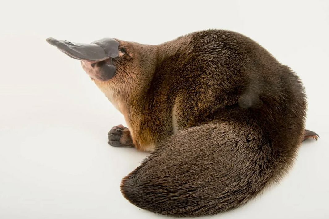 Первозверь одним словом!