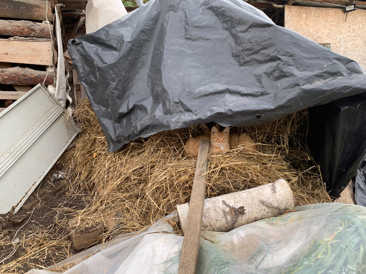 Два рыжих брата Ивана!