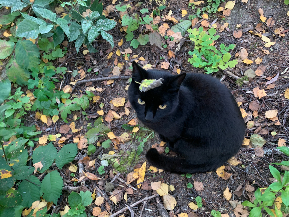 Уголек Серафим