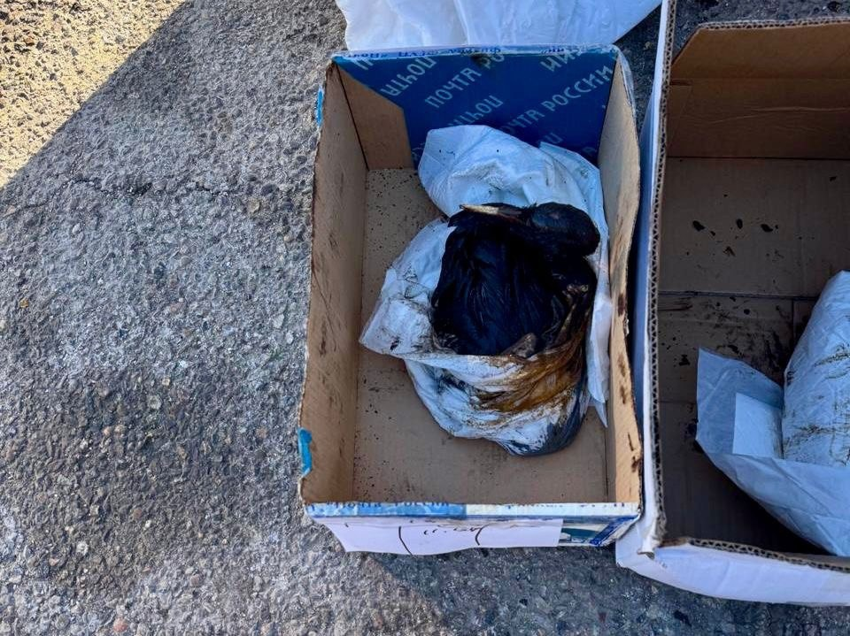 фото: пресс-служба администрации Краснодарского края