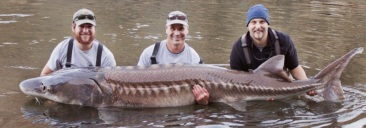 Волжская белуга