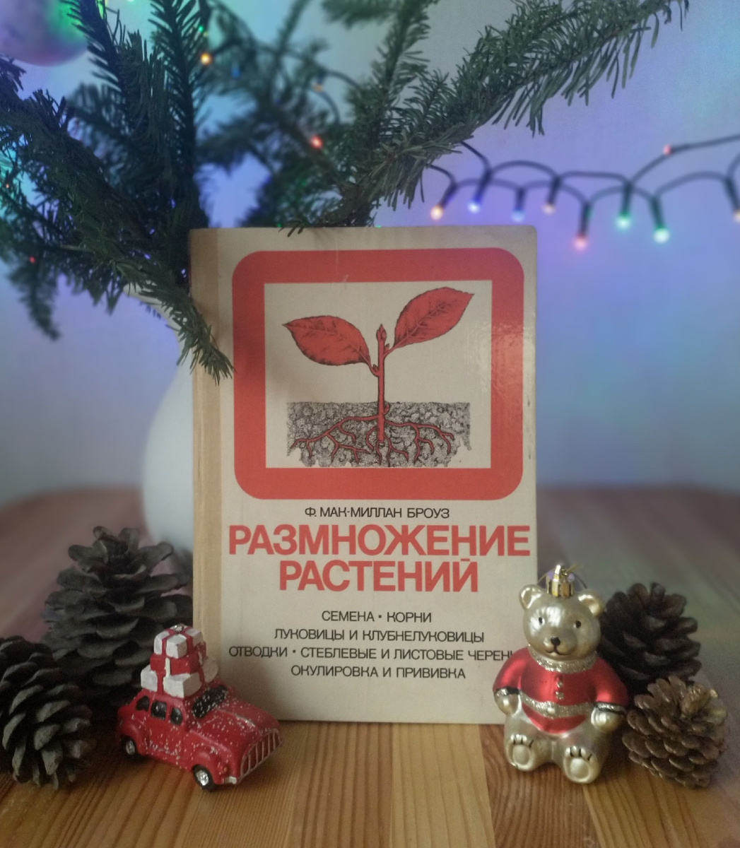 Приехала аккурат под новогоднюю елочку