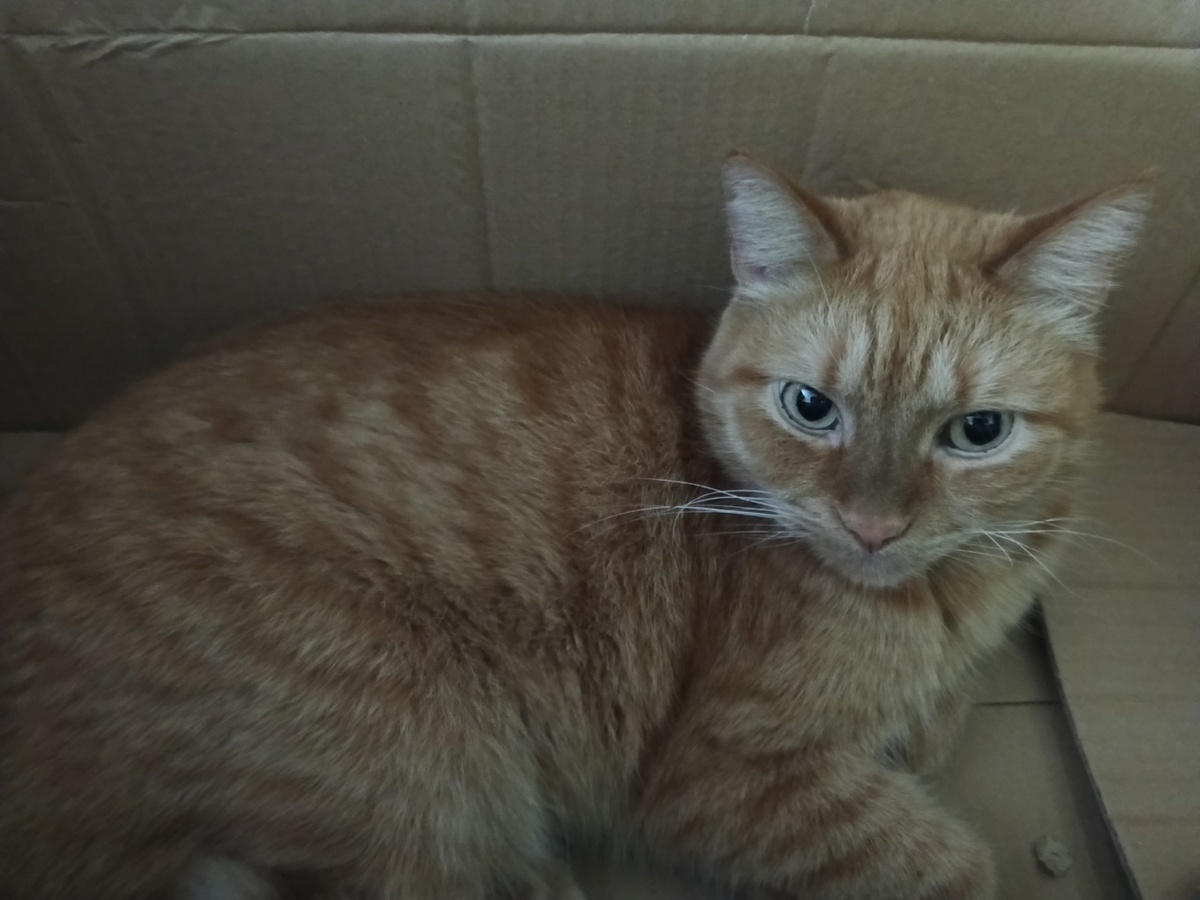 Барин в новом жилье