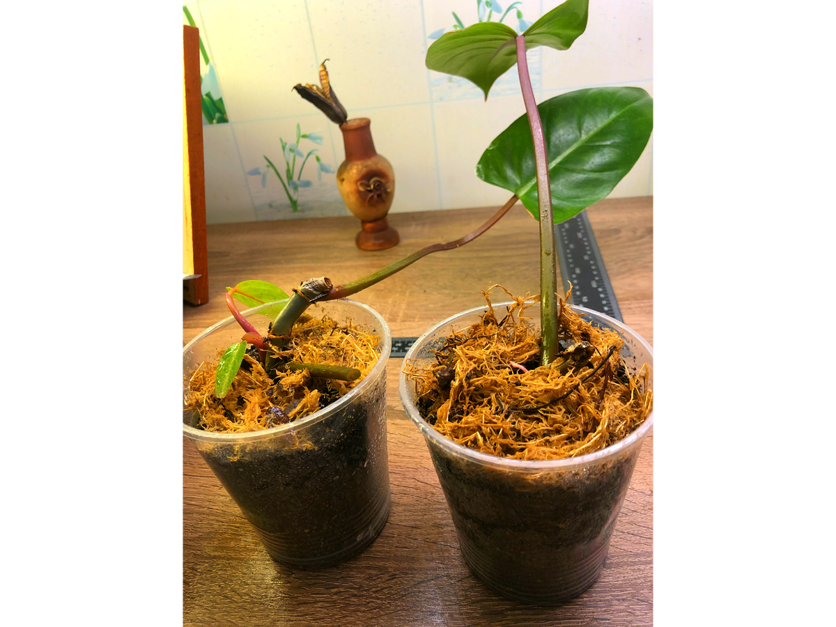 У того что слева даже листочки начали расти из пазухи   фото автора