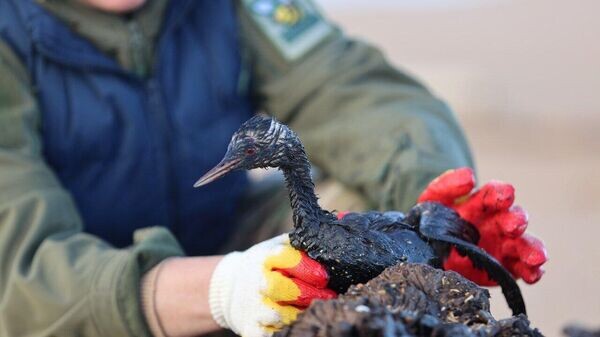    © Оперштаб Краснодарский край