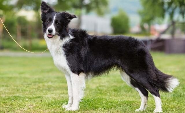 Убрать белые отметины, уменьшить в размерах и вылитый Руслан