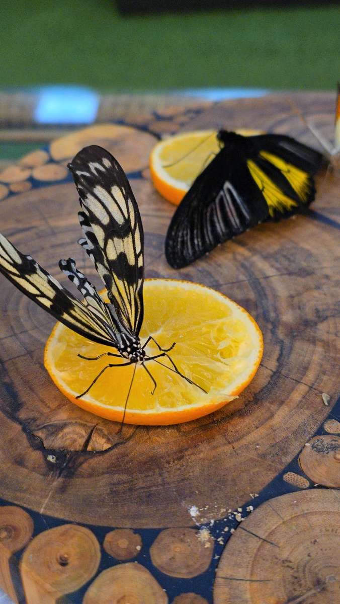 Парк бабочек. Фото автора 