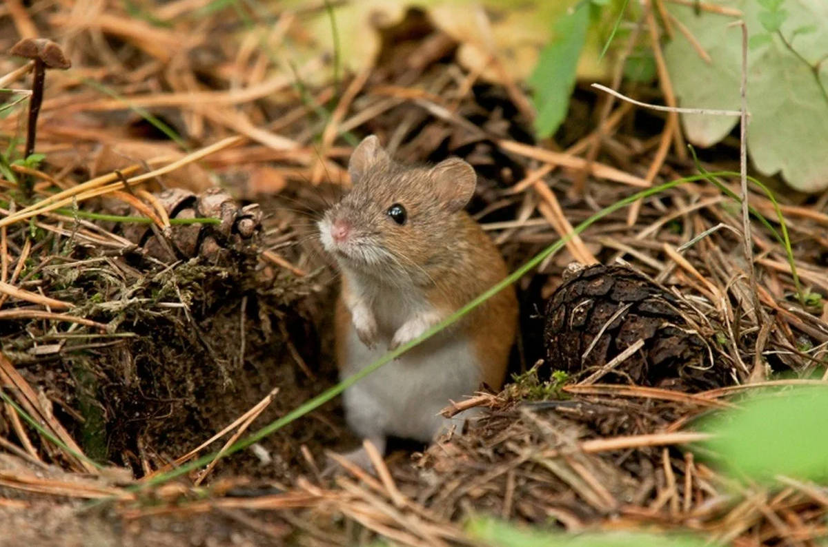 - Кыш, это поё поле!