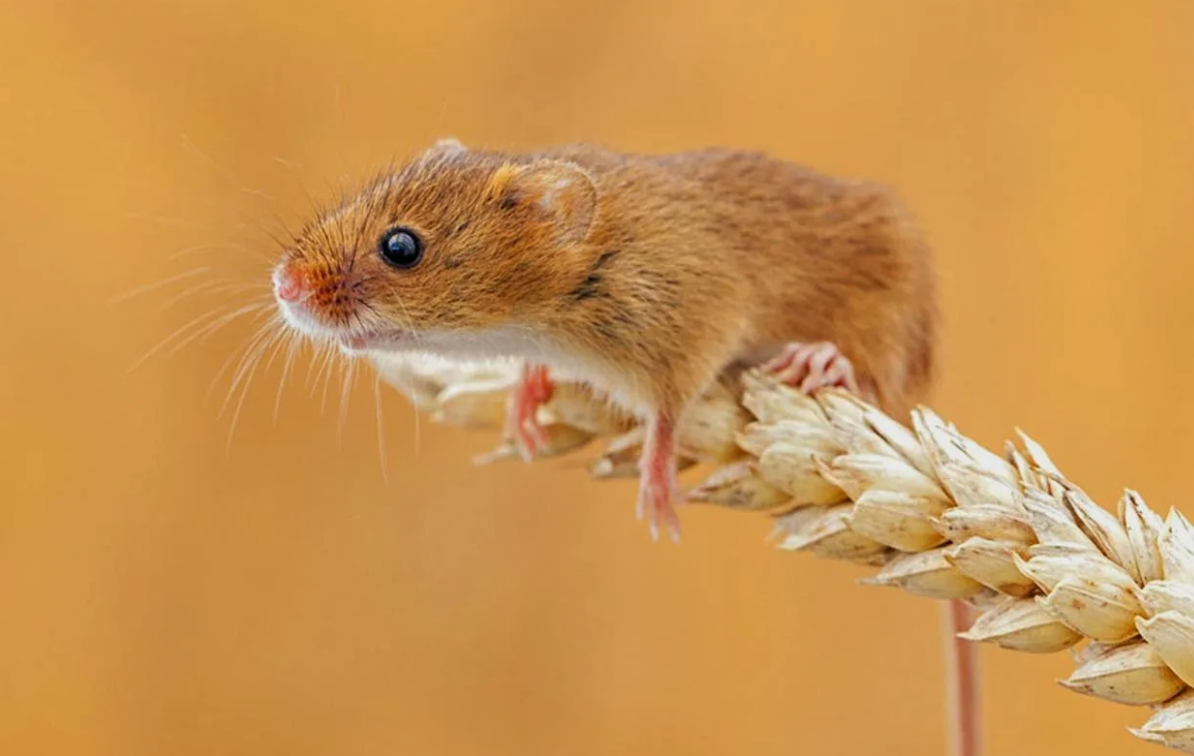 - И пшеница моя!