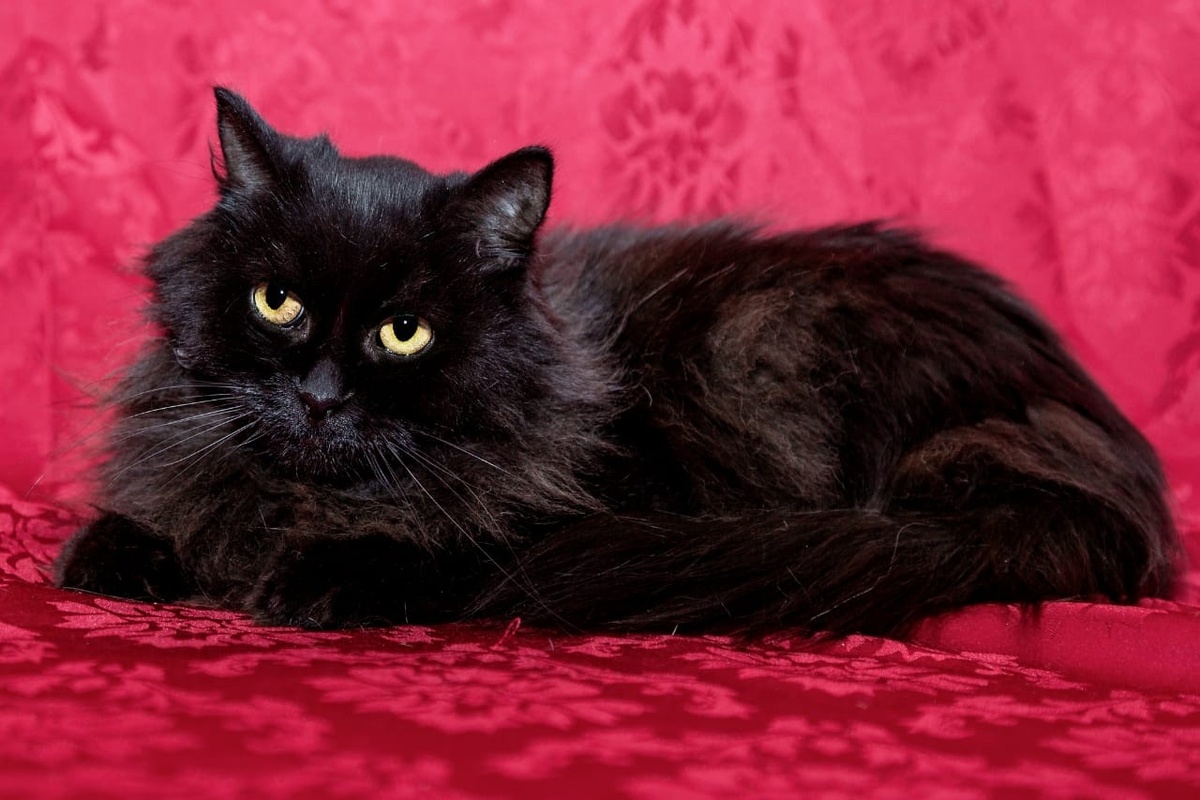 Фотосессия далась непросто. Заставить кошку расслабиться было делом тяжёлым