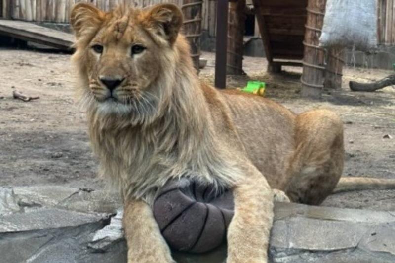    Telegram-канал ульяновского зоопарка / Из напуганного львенка Цезарь вырос в настоящего царя зверей
