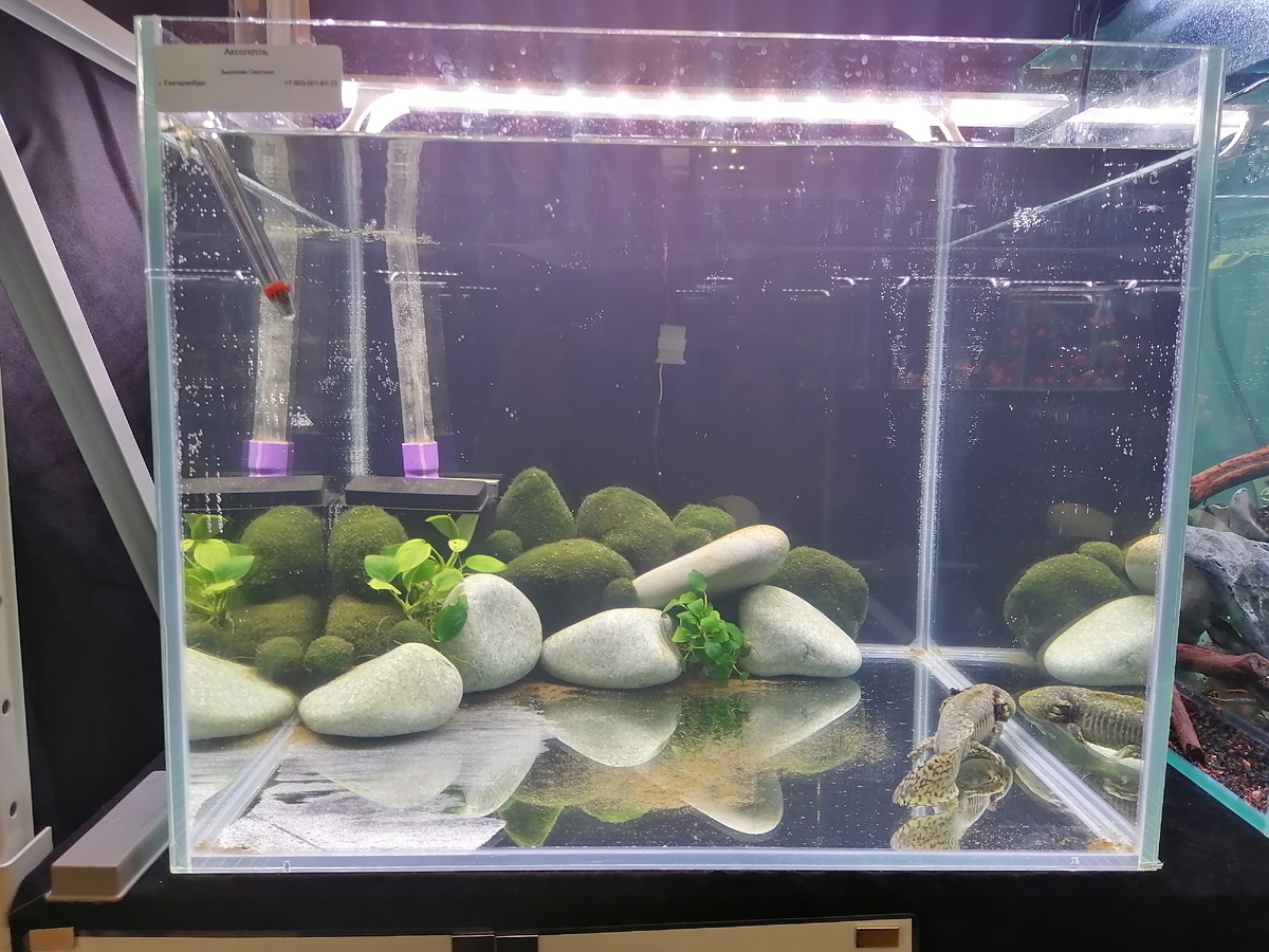 Аквариум и аксолотль (амбистома) - Зырянова Светлана. Екатеринбург. Фото автора.