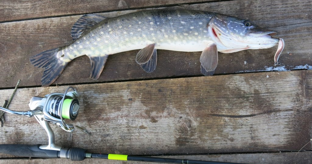 Как ловить щуку на колеблющиеся блесны