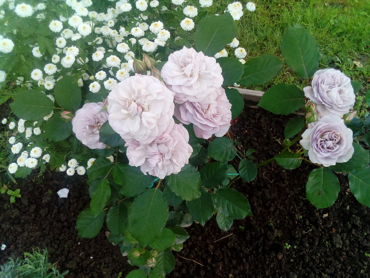 фото Надежды