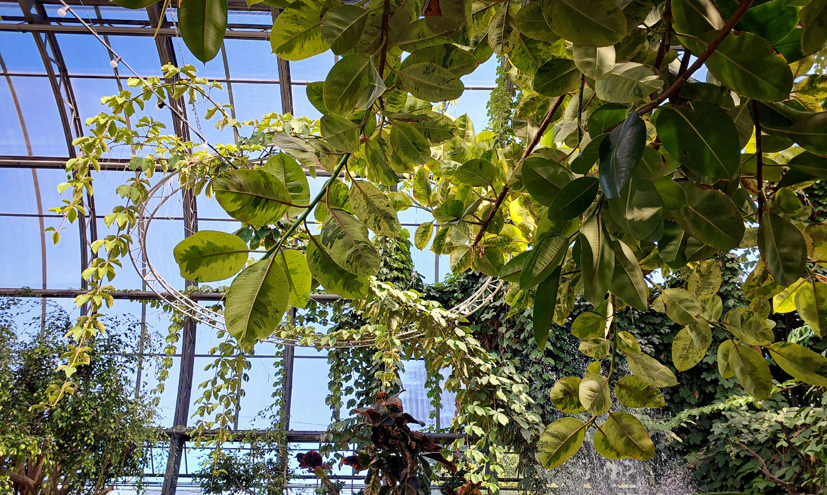 Не знаю, функционирует ли зимой фонтан, в остальном вид оранжереи не сильно меняется от сезона к сезону