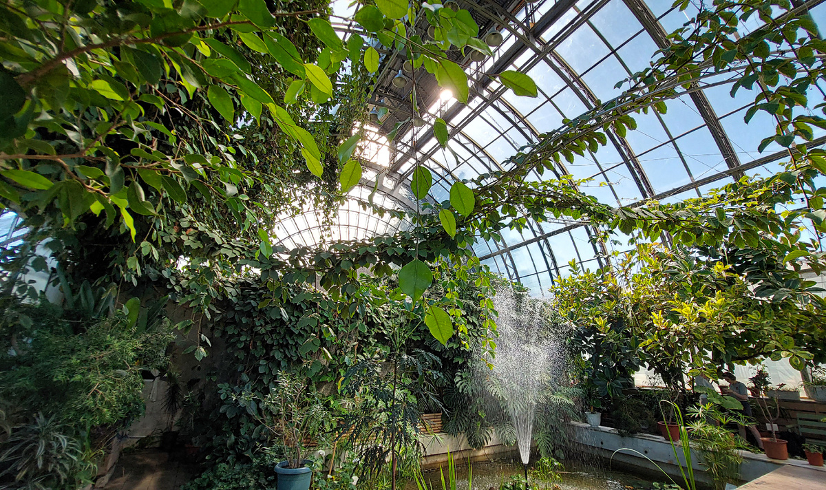 Зимой и летом - зеленым цветом