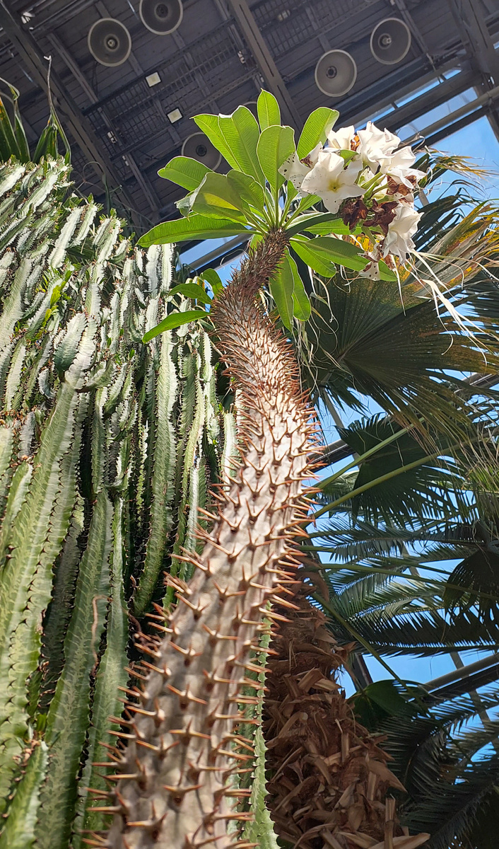 Уветение, пожалуй, и тут больше характерно для лета