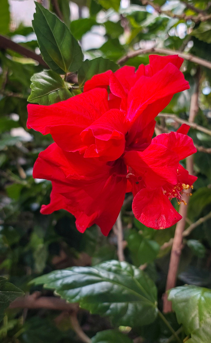 Аленький цветочек гибискуса - то, чего от своего домашнего никак дождаться не могу