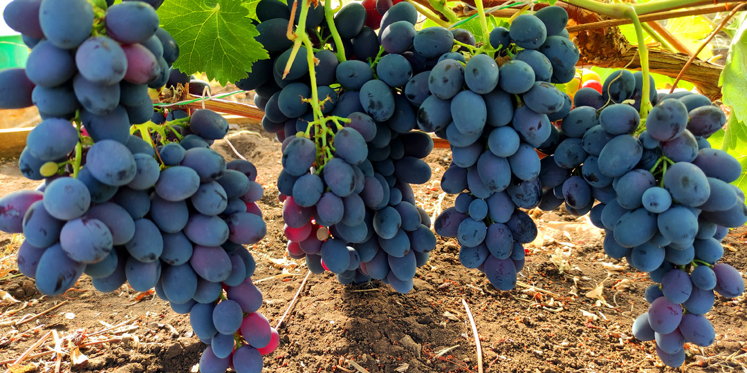 Закладываем виноградник – на что прежде всего следует обратить внимание