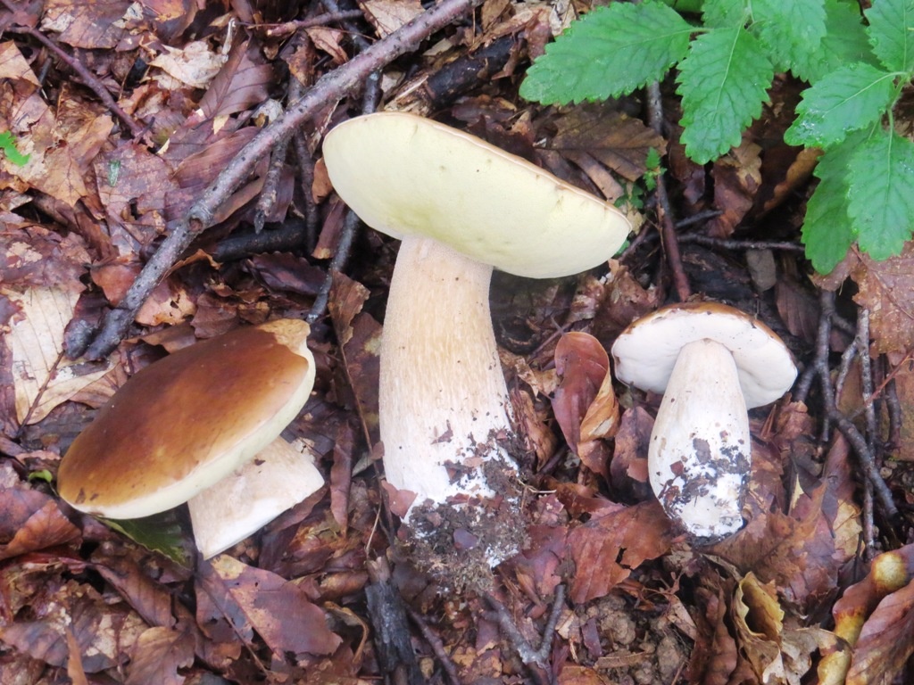 Белые, очень похожи на наши, привычные.