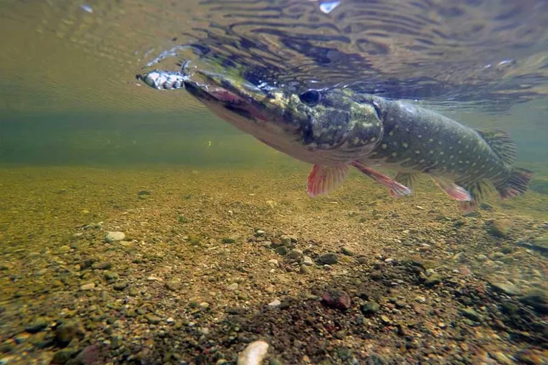 Фото с сайта: https://www.fishlovlya.ru/_nw/9/s42101277.jpg