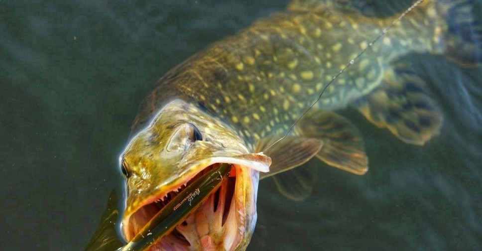 Фото с сайта: https://www.fishingsib.ru/social_media/record/147697/