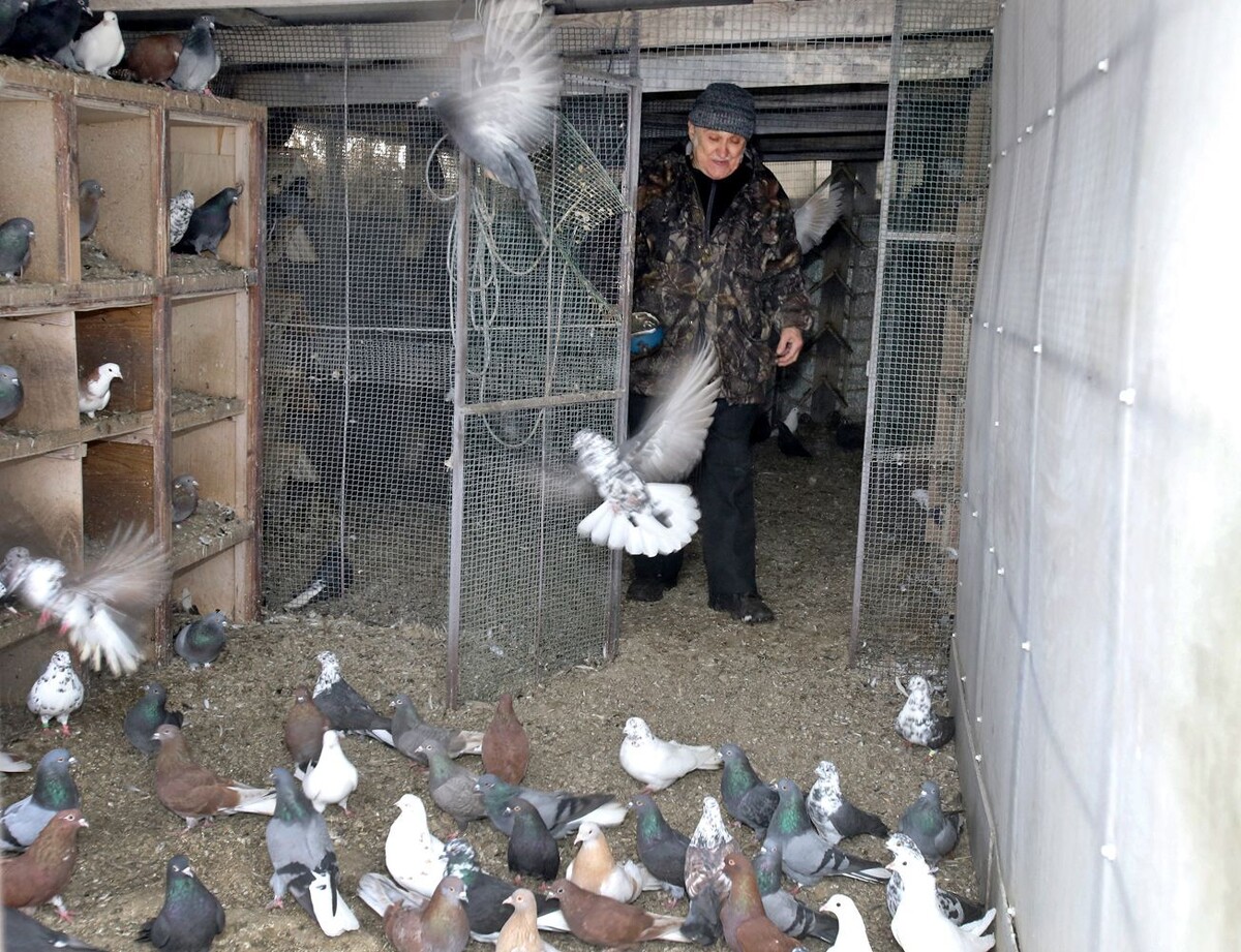 В каждый голубиный «домик» хозяин заходит как в родной  📷
