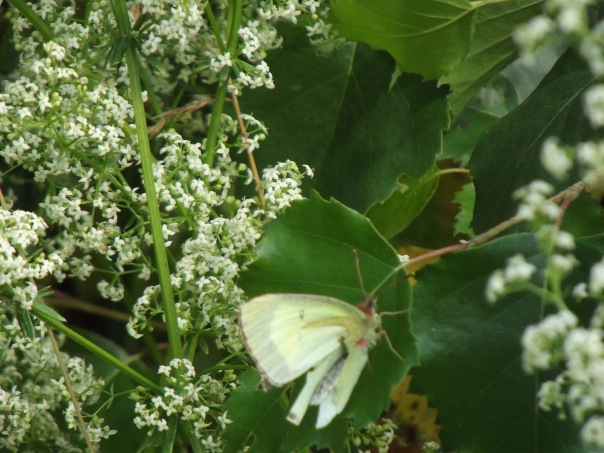 Желтушка торфяниковая