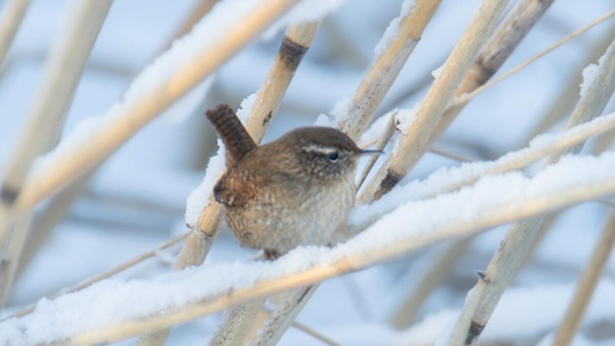    Фото: vk.com/bird_spb