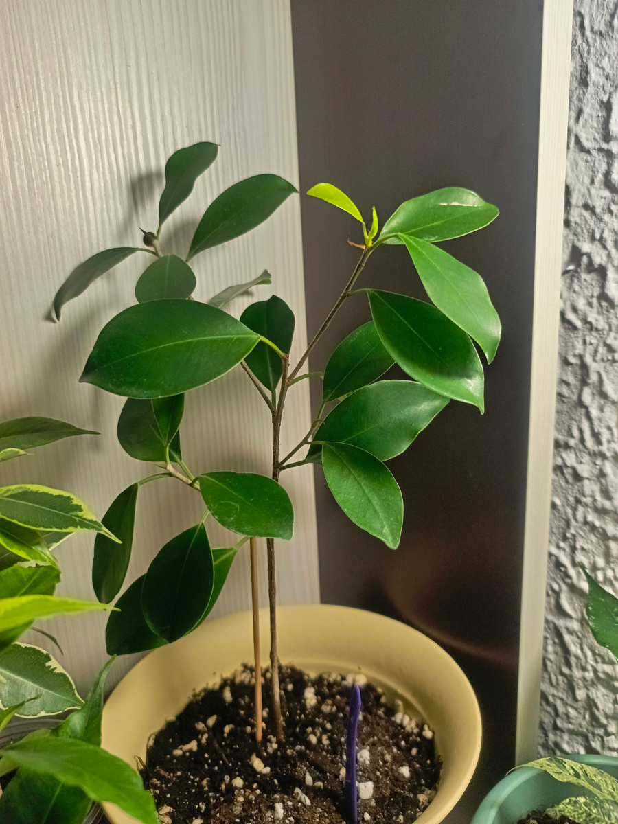 Мой малышок, нитида. ☘️☘️☘️