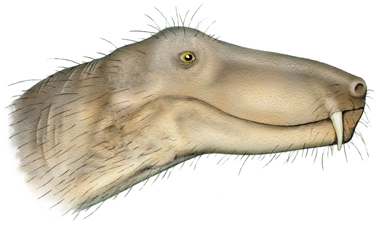 Герпетоскилакс.