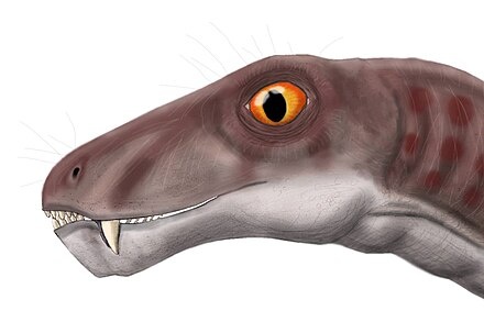 Иктидоринх.