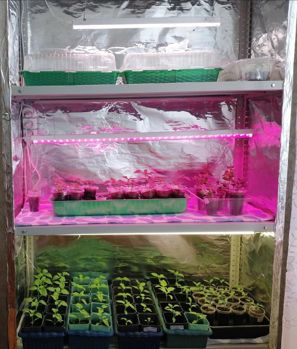 На стеллажах стоит совсем еще маленькая рассада . Не успела везде опустить лампы пониже. 