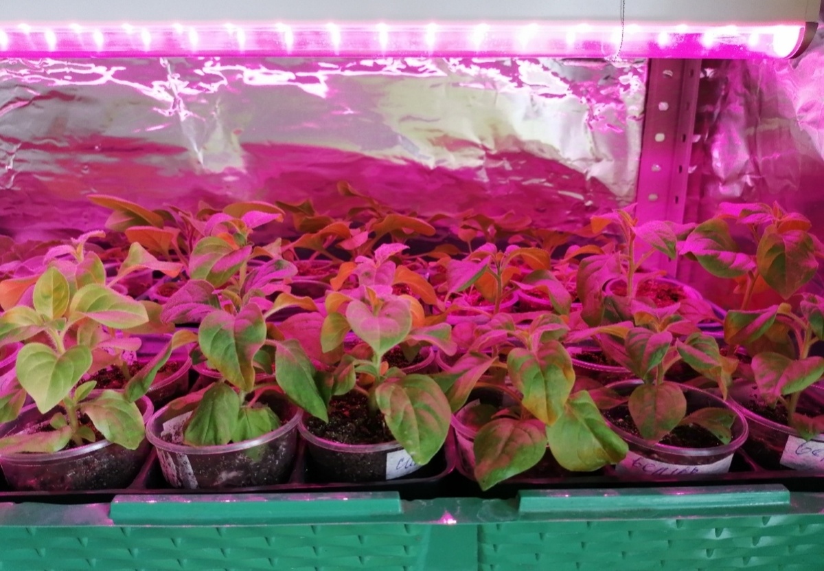 Черенки петунии регулярно досвечиваются под фито светильниками, соблюдая температурный режим