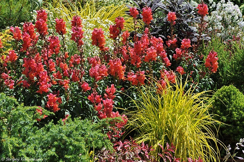 Цветник в саду Great Dixter