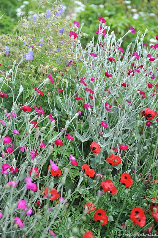 Видовой лихнис корончатый и мак. 2 фото, листайте