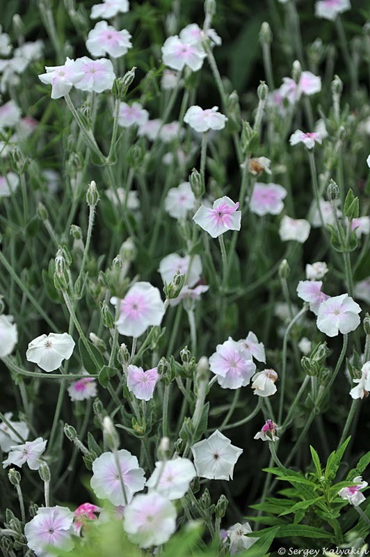 Лихнис корончатый Angel's Blush